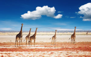 giraffe-etosha-national-park